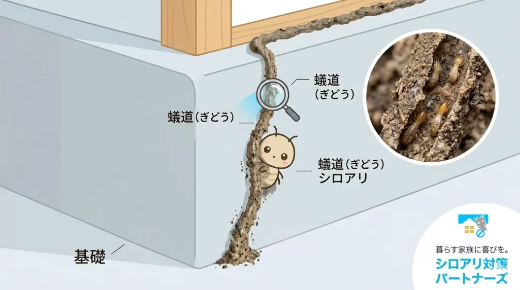 基礎部分の蟻道（ぎどう）